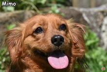 MIMO, Hund, Mischlingshund in Donzdorf - Bild 1
