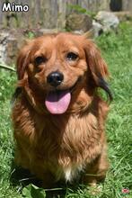 MIMO, Hund, Mischlingshund in Donzdorf - Bild 2