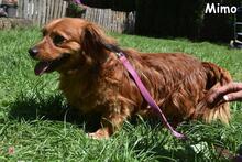 MIMO, Hund, Mischlingshund in Donzdorf - Bild 3