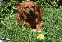 MIMO, Hund, Mischlingshund in Donzdorf - Bild 4