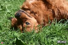 MIMO, Hund, Mischlingshund in Donzdorf - Bild 5