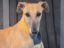 CELIA2, Hund, Galgo Español in Spanien - Bild 1