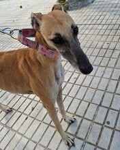 CELIA2, Hund, Galgo Español in Spanien - Bild 2