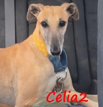 CELIA2, Hund, Galgo Español in Spanien - Bild 3