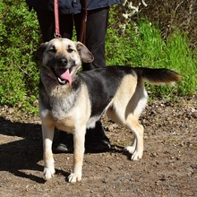 CANDYC65, Hund, Mischlingshund in Slowakische Republik - Bild 3