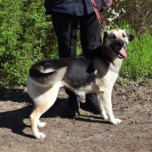 CANDYC65, Hund, Mischlingshund in Slowakische Republik - Bild 8