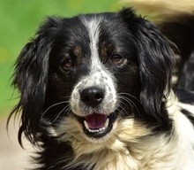 JAMESS269, Hund, Mischlingshund in Slowakische Republik - Bild 1