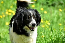 JAMESS269, Hund, Mischlingshund in Slowakische Republik - Bild 10