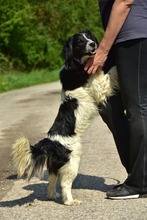 JAMESS269, Hund, Mischlingshund in Slowakische Republik - Bild 11