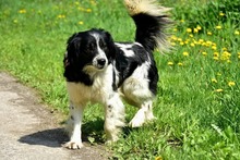JAMESS269, Hund, Mischlingshund in Slowakische Republik - Bild 12
