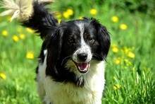 JAMESS269, Hund, Mischlingshund in Slowakische Republik - Bild 13