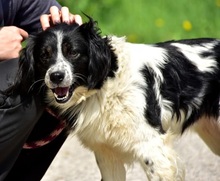 JAMESS269, Hund, Mischlingshund in Slowakische Republik - Bild 14