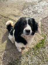 JAMESS269, Hund, Mischlingshund in Slowakische Republik - Bild 15