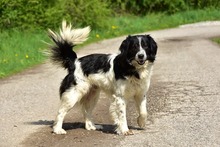 JAMESS269, Hund, Mischlingshund in Slowakische Republik - Bild 2