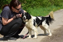 JAMESS269, Hund, Mischlingshund in Slowakische Republik - Bild 3