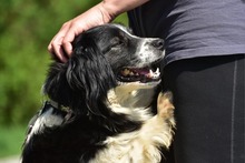 JAMESS269, Hund, Mischlingshund in Slowakische Republik - Bild 4