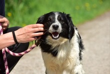 JAMESS269, Hund, Mischlingshund in Slowakische Republik - Bild 5