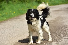 JAMESS269, Hund, Mischlingshund in Slowakische Republik - Bild 6