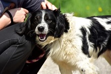 JAMESS269, Hund, Mischlingshund in Slowakische Republik - Bild 7