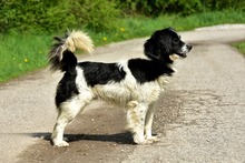 JAMESS269, Hund, Mischlingshund in Slowakische Republik - Bild 8