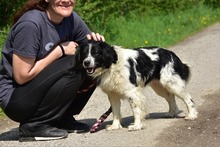 JAMESS269, Hund, Mischlingshund in Slowakische Republik - Bild 9