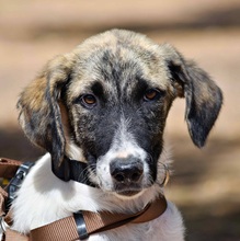 MILI, Hund, Herdenschutzhund - Mischling in Spanien - Bild 1