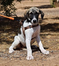 MILI, Hund, Herdenschutzhund - Mischling in Spanien - Bild 2