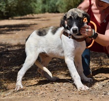MILI, Hund, Herdenschutzhund - Mischling in Spanien - Bild 3