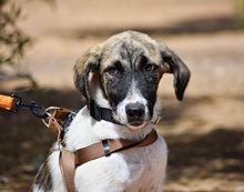 MILI, Hund, Herdenschutzhund - Mischling in Spanien - Bild 4