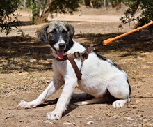 MILI, Hund, Herdenschutzhund - Mischling in Spanien - Bild 5