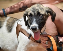 MILI, Hund, Herdenschutzhund - Mischling in Spanien - Bild 6
