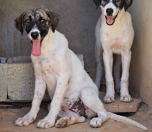MILI, Hund, Herdenschutzhund - Mischling in Spanien - Bild 7