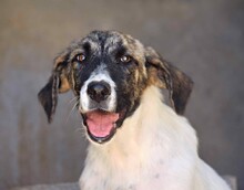 MILI, Hund, Herdenschutzhund - Mischling in Spanien - Bild 8