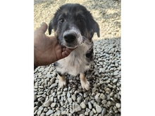 WILMA, Hund, Mischlingshund in Rumänien - Bild 1