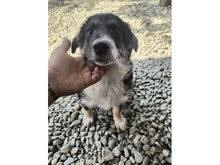 WILMA, Hund, Mischlingshund in Rumänien - Bild 2