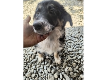 WILMA, Hund, Mischlingshund in Rumänien - Bild 3