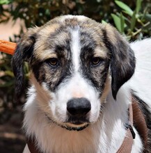 PILI, Hund, Herdenschutzhund - Mischling in Spanien - Bild 1