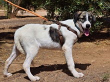 PILI, Hund, Herdenschutzhund - Mischling in Spanien - Bild 2
