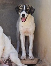 PILI, Hund, Herdenschutzhund - Mischling in Spanien - Bild 3