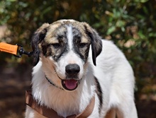 PILI, Hund, Herdenschutzhund - Mischling in Spanien - Bild 4