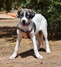 PILI, Hund, Herdenschutzhund - Mischling in Spanien - Bild 5