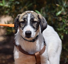 PILI, Hund, Herdenschutzhund - Mischling in Spanien - Bild 6