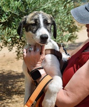 PILI, Hund, Herdenschutzhund - Mischling in Spanien - Bild 7
