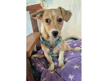 MAHTO, Hund, Mischlingshund in Mainhardt - Bild 1