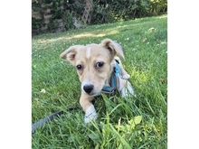 MAHTO, Hund, Mischlingshund in Mainhardt - Bild 3
