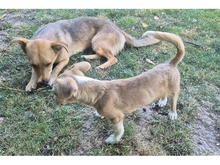 MAHTO, Hund, Mischlingshund in Mainhardt - Bild 4