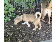 MAHTO, Hund, Mischlingshund in Mainhardt - Bild 5