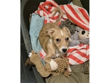MAHTO, Hund, Mischlingshund in Mainhardt - Bild 6
