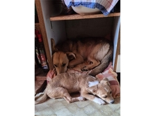MAHTO, Hund, Mischlingshund in Mainhardt - Bild 7