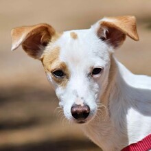 BETI, Hund, Mini Podenco in Spanien - Bild 1